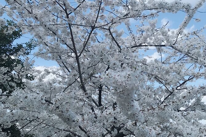 Washington D.C. Cherry Blossom 1-Day Tour From New York - Frequently Asked Questions