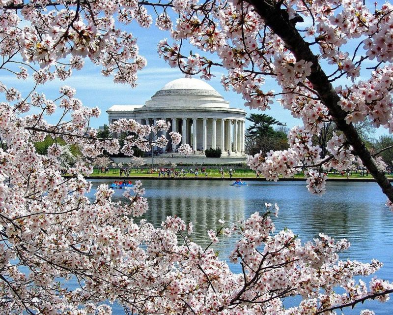 Washington DC : Cherry Blossom Walking Tour - Price and Duration