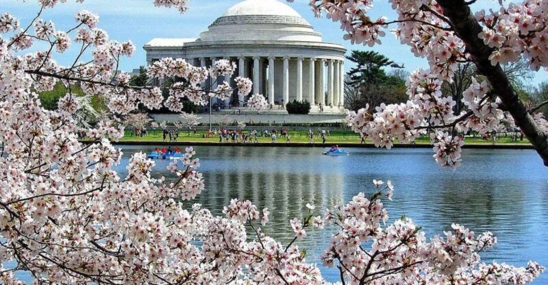 Washington DC : Cherry Blossom Walking Tour - Language and Group Size