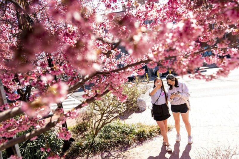 Washington DC : Cherry Blossom Walking Tour - Tour Highlights