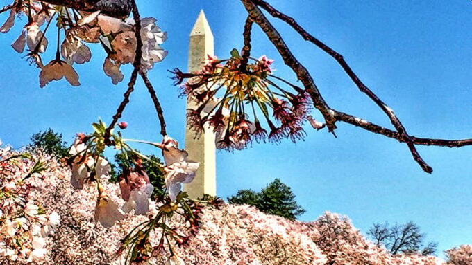 Washington, DC: Private Customized City Tour by Van - Arlington National Cemetery and Mount Vernon