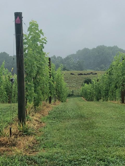 Washington DC: Winery Tour - Key Points