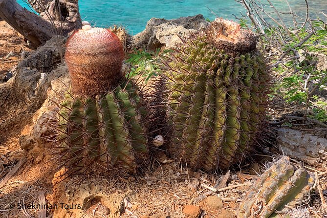 Washington Park Tour With Local Guide on Bonaire - Visitor Feedback and Reviews