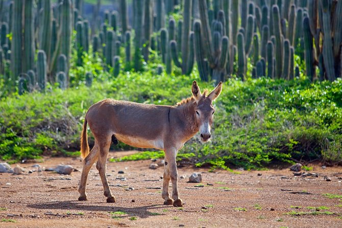 Washington Slagbaai National Park Tour in Bonaire - Customer Reviews