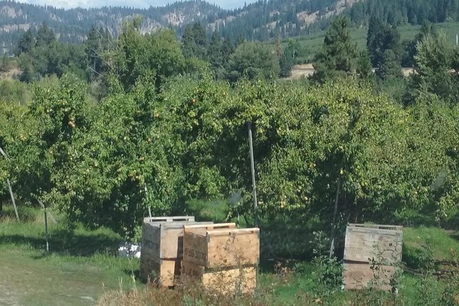 WASHINGTON ST AGRICULTURE, Apples & Irrigation - Apple Production and Cultivation