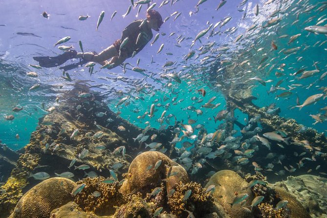 Watamu Marine Park & Sudi Island Mangrove Forest Canoe Ride.With Sea Food Lunch - Seafood Lunch and Drinks