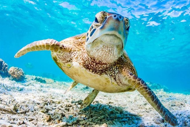 Watamu Marine Park & Sudi Island Mangrove Forest Canoe Ride.With Sea Food Lunch - Pricing and Lowest Price Guarantee