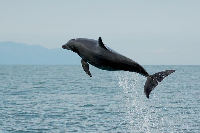 Watch and Swim With Dolphins in the Wild - Meeting Point for the Tour