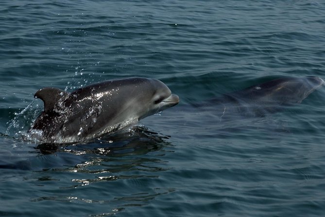 Watch and Swim With Dolphins in the Wild - Additional Information
