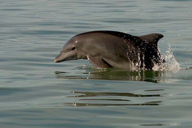 Watch and Swim With Dolphins in the Wild - Cruise on Boat With Biologist Guide