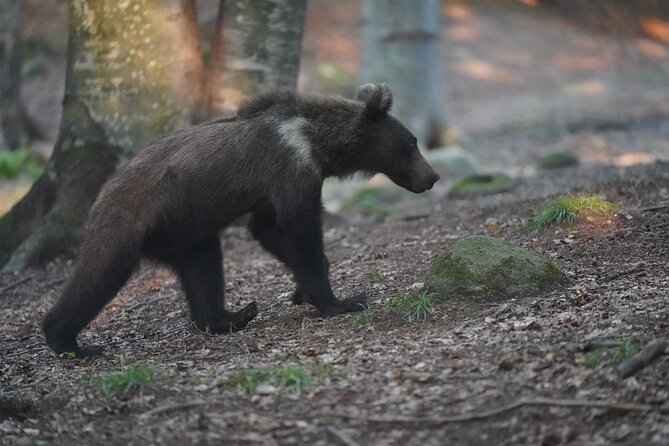 Watching Brown Bear Experience and Gulyas Taste From Brasov - Schedule and Duration