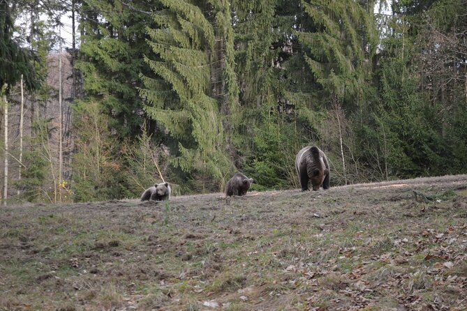 Watching Brown Bear Experience and Gulyas Taste From Brasov - Included in the Experience