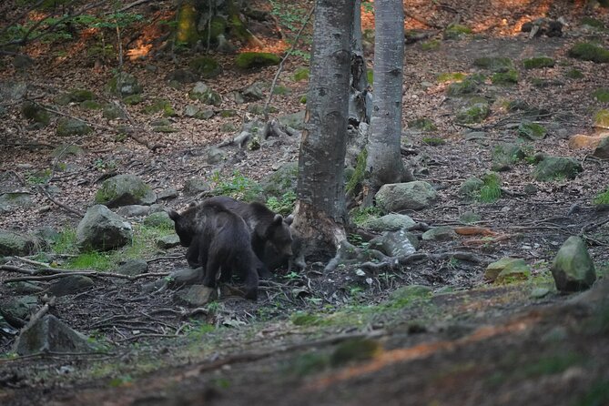 Watching Brown Bear Experience and Gulyas Taste From Brasov - Customer Reviews Highlights