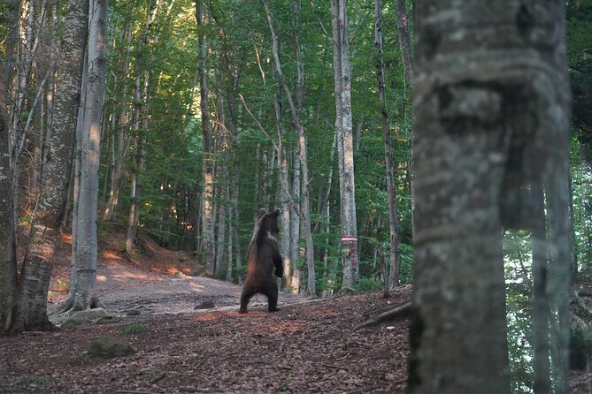 Watching Brown Bear Experience and Gulyas Taste From Brasov - Location and Operator