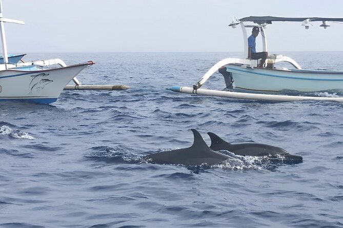 Watching Dolphin Tour at Lovina Beach - Preparing for the Dolphin Encounter