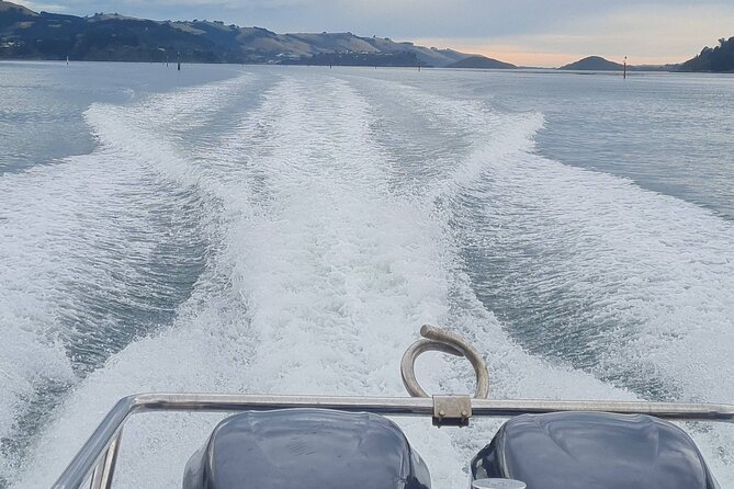Water Taxi and Shuttle to Larnach Castle - Experience and Tour Details