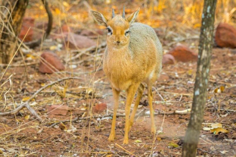 WaterBerg (Bela Bela) 3 Days Experiences - Transportation and Logistics