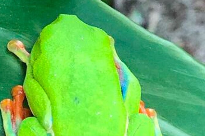 Waterfall & Blue Lagoon: Full-Day Tour in Rio Celeste Costa Rica - Preparation and Cancellation Policy