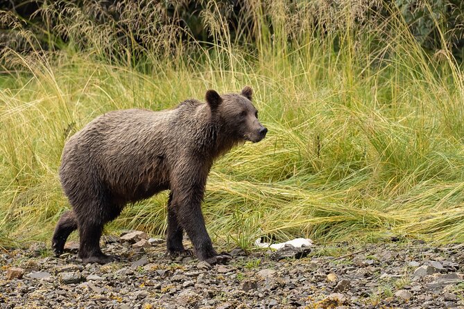 Waterfall Creek Brown Bear Viewing Juneau - Preparing for the Wilderness