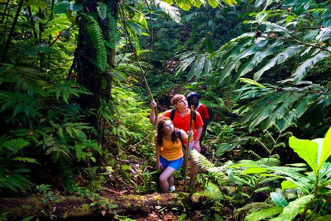 Waterfall Hike, Rainforest, Chocolate Tour, Historical, Private - Learning About Local Flora and Fauna