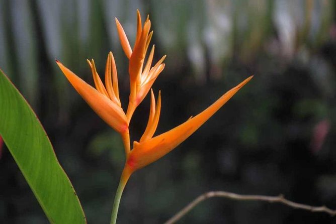 Waterfall Hike, Rainforest, Chocolate Tour, Historical, Private - Discovering Hidden Waterfalls