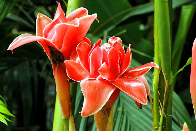 Waterfall Hike, Rainforest, Chocolate Tour, Historical, Private - Chocolate-Making and Tasting
