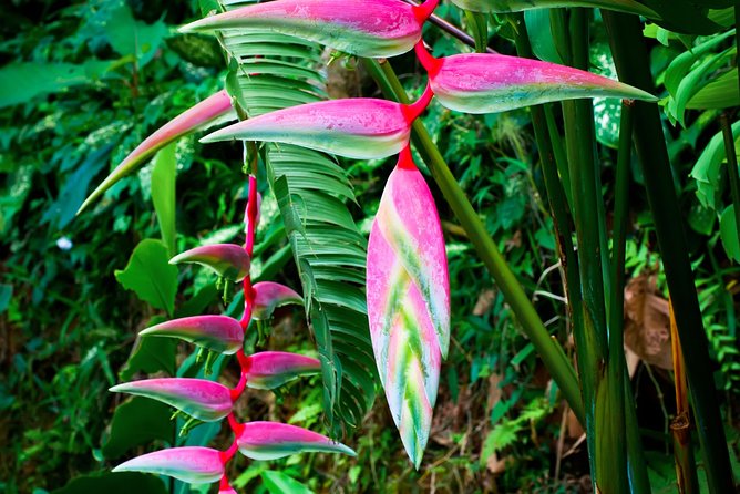 Waterfall Hike, Rainforest, Chocolate Tour, Historical, Private - Important Information for Travelers