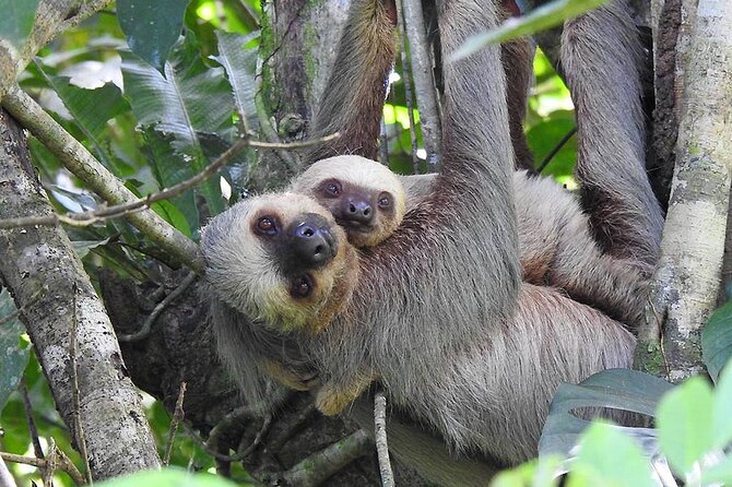 Waterfall, Sloth Expedition, Frogs Blue River Also in Costa Rica and Nicaragua - Traveler Testimonials