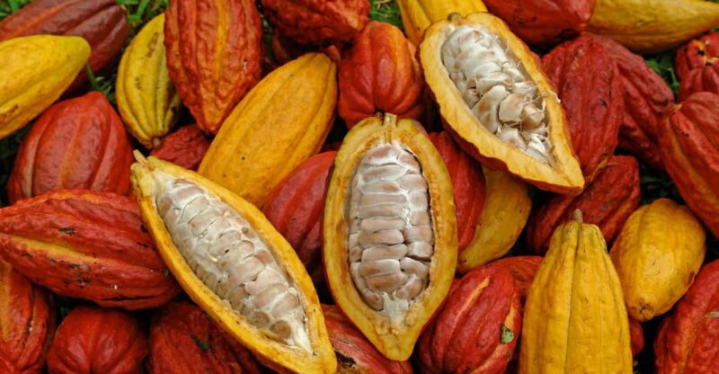 Waterfalls, Animal Reserve and Chocolate: Mango Passage - Key Points
