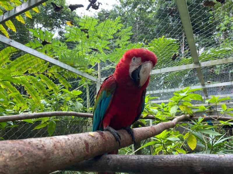 Waterfalls, Animal Reserve and Chocolate: Mango Passage - Chocolate-Making Experience