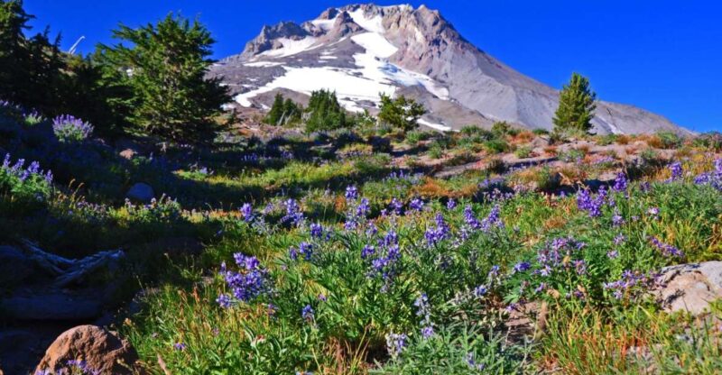Waterfalls, Wine, and Timberline Tour - Key Points