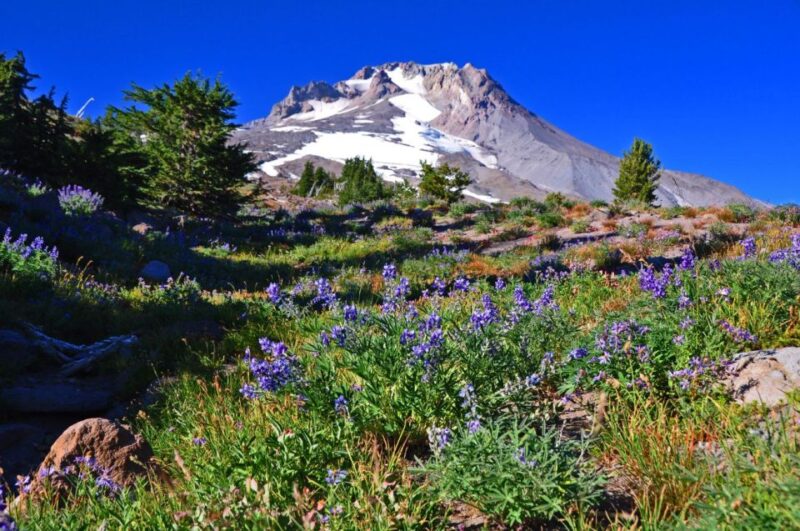 Waterfalls, Wine, and Timberline Tour - Experience Highlights