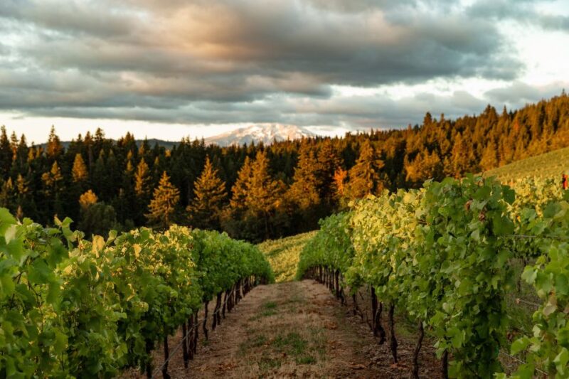 Waterfalls, Wine, and Timberline Tour - Important Information