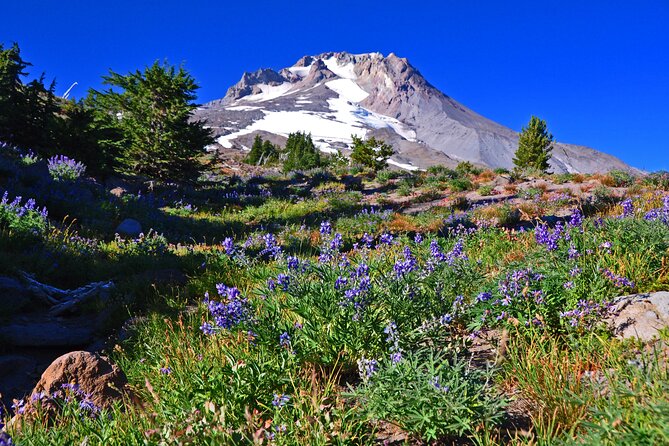 Waterfalls, Wine, and Timberline Tour - Included Amenities