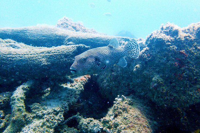 Wave Break Island Scuba Diving on the Gold Coast - FAQs