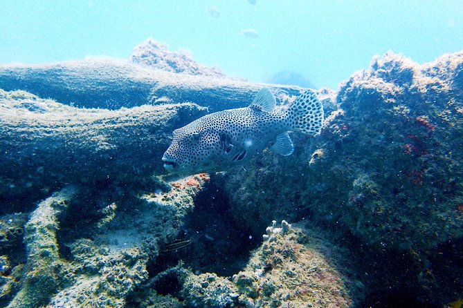 Wave Break Island Snorkel Tour on the Gold Coast - Accessibility and Recommendations