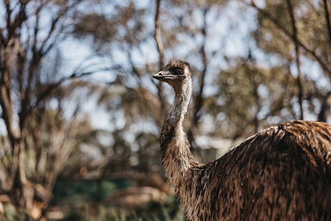 Wave Rock, York, Wildflowers, and Aboriginal Cultural Day Tour From Perth - Discover Aboriginal Dreamtime Stories