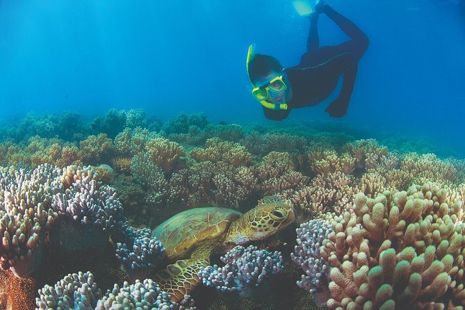 Wavedancer Low Isles Great Barrier Reef Sailing Cruise - Guided Nature Walks