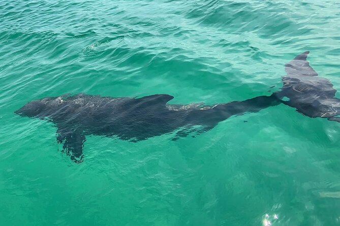 Waverunner Dolphin Tour - Customer Reviews