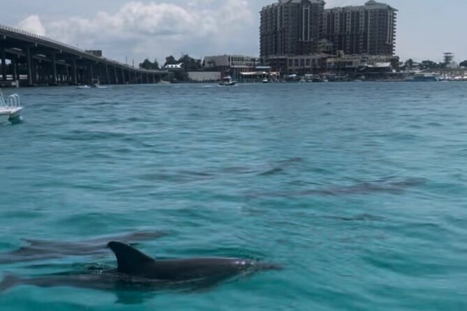 Waverunner Dolphin Tour - Memorable Experiences