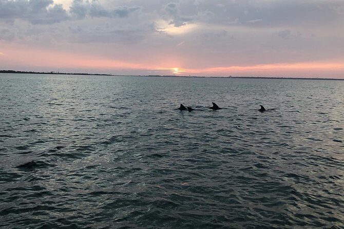 Waverunner Dolphin Tour - Dolphin Sightings