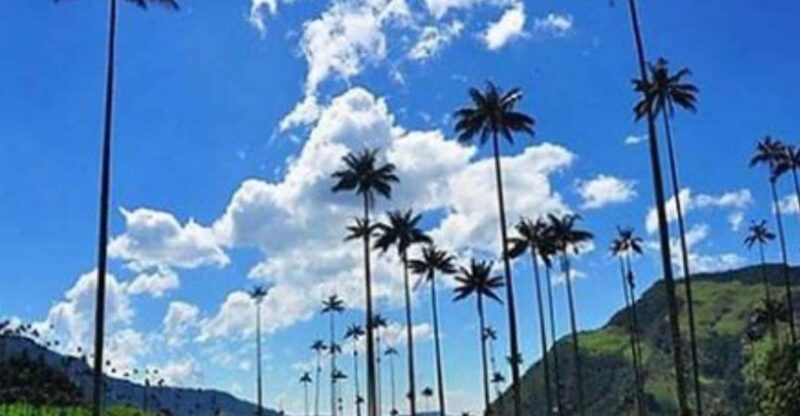 Wax Palms, Salento and Coffee Private Full Day Tour - Booking Information