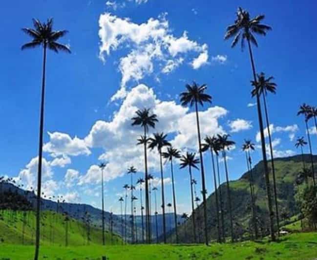 Wax Palms, Salento and Coffee Private Full Day Tour - Booking Information