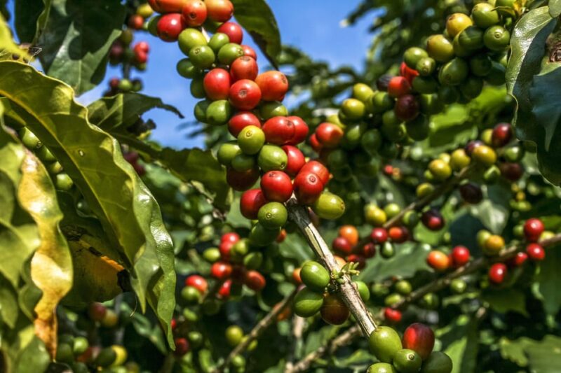 Wax Palms, Salento and Coffee Private Full Day Tour - Cocora Valley and Wax Palm Forest
