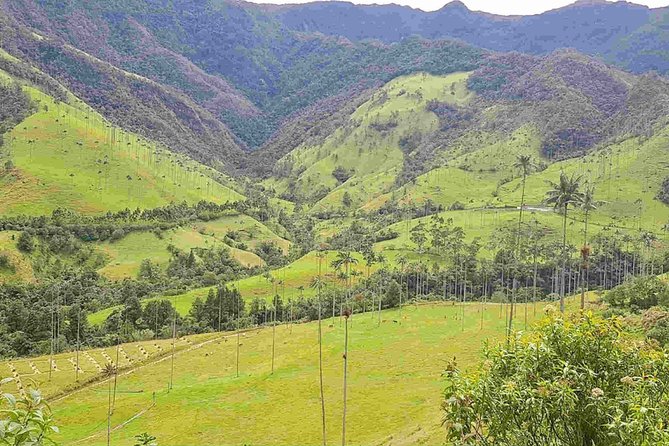 Wax Palms, Salento and Coffee Private Full Day Tour - Itinerary Highlights