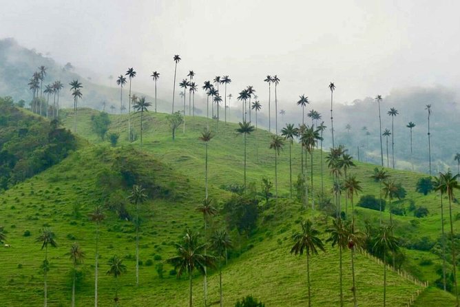 Wax Palms, Salento and Coffee Private Full Day Tour - Customer Reviews