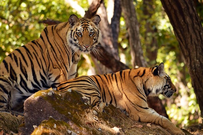 Wayanad Wildlife Heaven From Bangalore - Good To Know