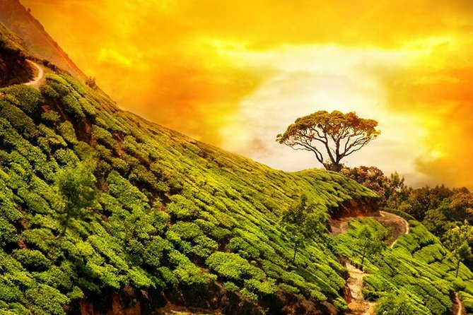 Wayanad Wildlife Heaven From Bangalore - Highlights of the Wayanad Tour
