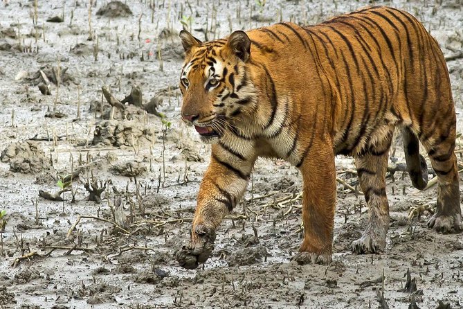 Wayanad Wildlife Heaven From Bangalore - Private Transportation and Safaris