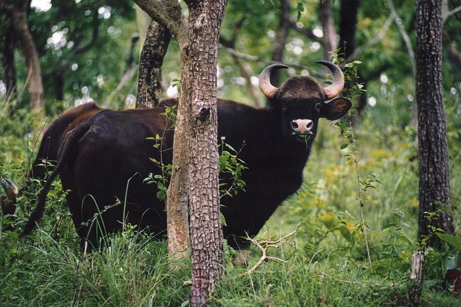 Wayanad Wildlife Heaven From Bangalore - Meeting Point and Pickup